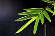 選擇園林植物時，如何巧妙利用植物的五行屬性？